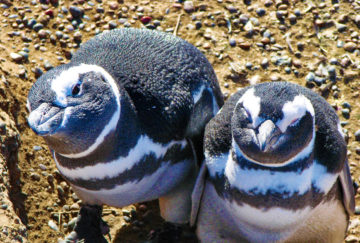 Viaje de bodas a Argentina - Pingüinera el Pedral