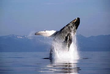 Viaje de novios a Canadá y Bahamas - Avistamiento de ballenas