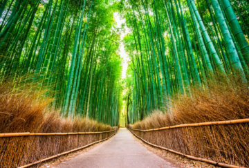 viaje de novios Japón Maldivas - bosque de Arashiyama