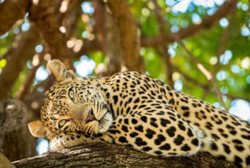Viaje de novios Tanzania - Guepardos en el parque nacional Serengueti