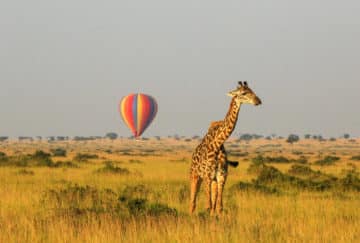 Tanzania, safari viaje de novios - Jirafas en el parque nacional Serengueti