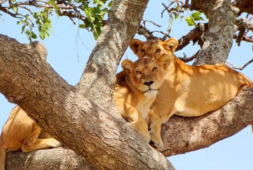 Tanzania y Zanzíbar, safari viaje de novios - Leonas en el parque nacional del Lago Manyara